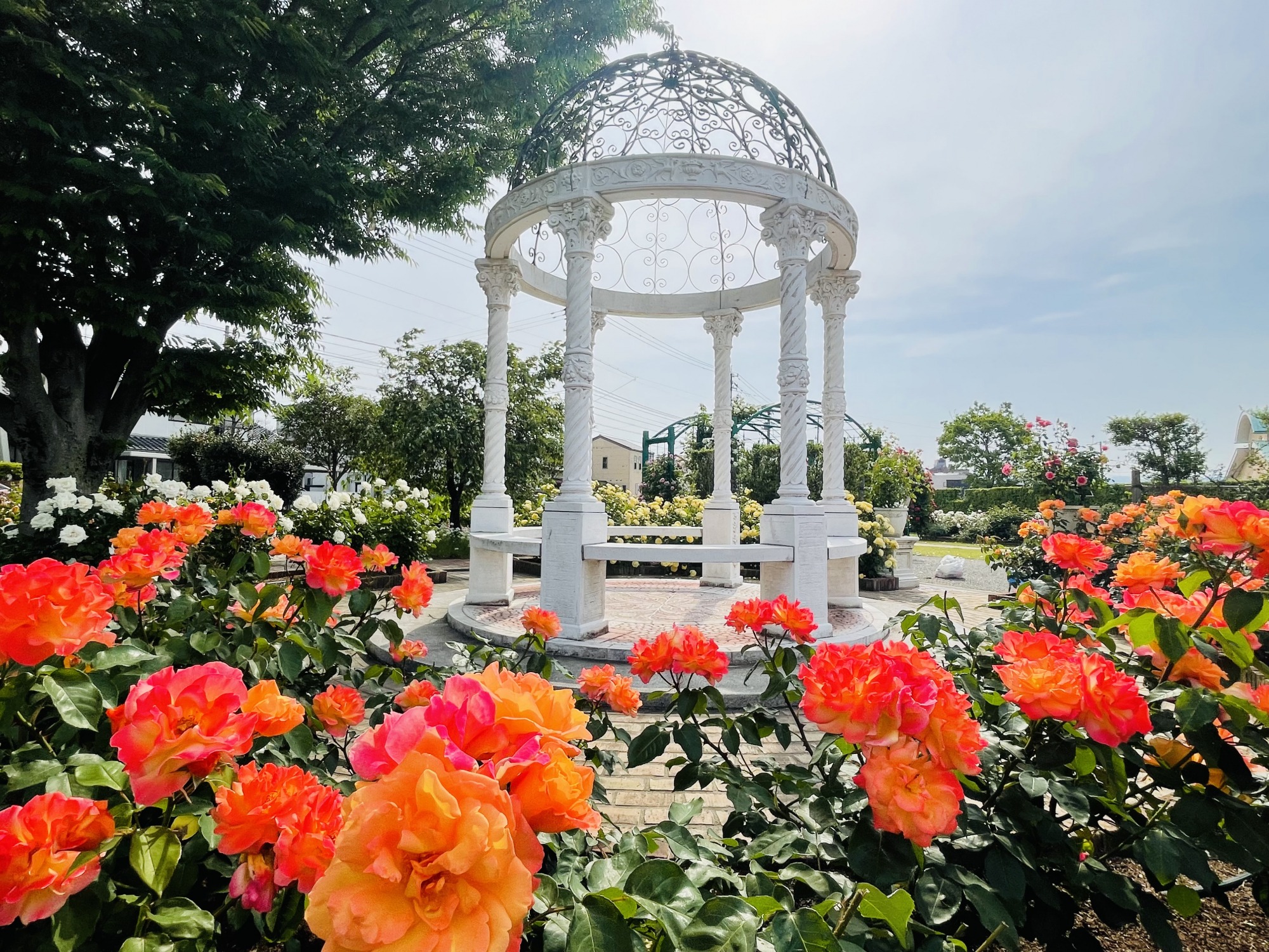 小松で花めぐり 麗しのバラ園