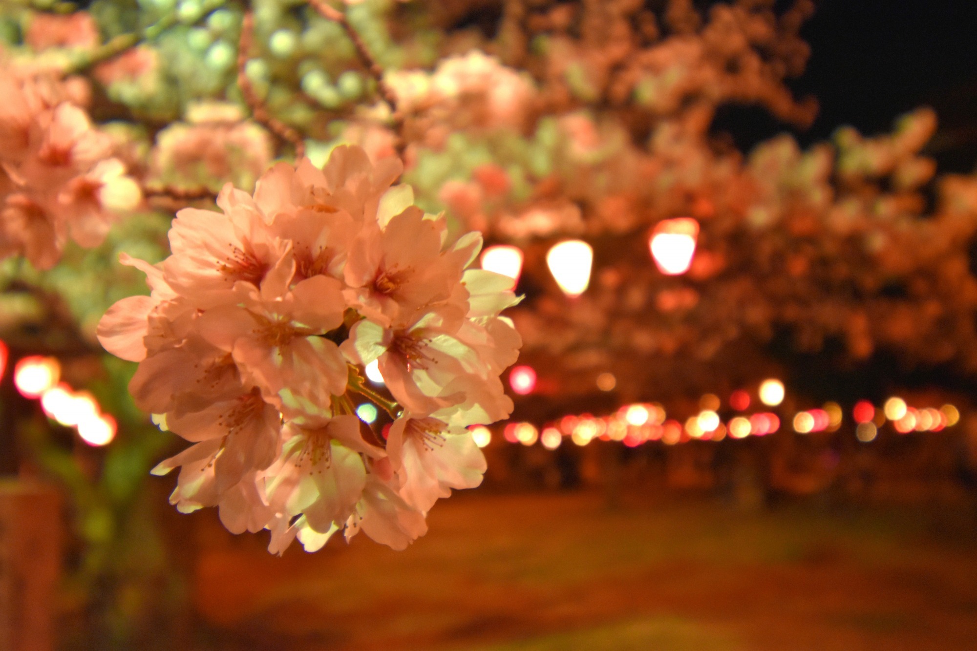 今夜は、夜の小松に出かけよう〜ライドシェアで行きたい!おすすめグルメスポット〜