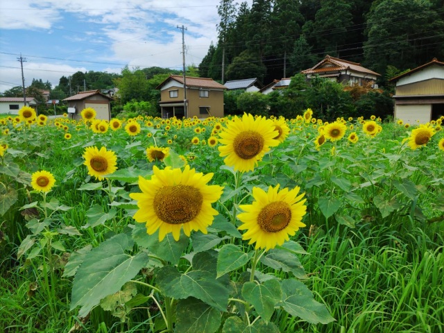 小松市戸津町のひまわり畑