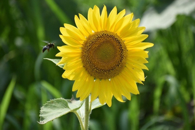 夏といえばひまわり！花言葉をご存じですか？